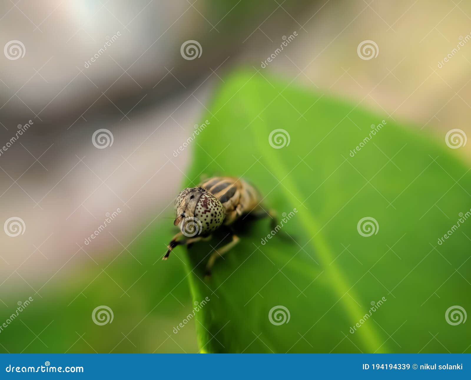 eristalinus aeneus is a species of hoverfly.insect micro and macro image of insect in indian village garden insect imageÃÂ 
